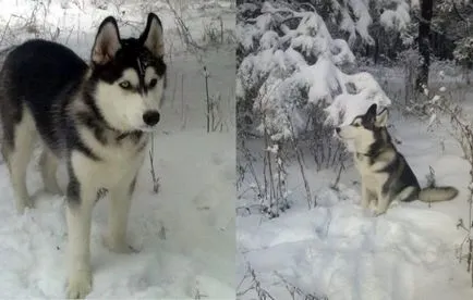 catelusi Husky - poza in 1-6 luni (cu ochi albaștri), „da laba“