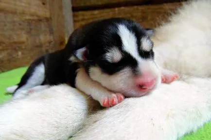 catelusi Husky - poza in 1-6 luni (cu ochi albaștri), „da laba“