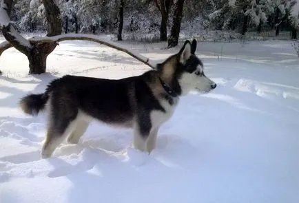 catelusi Husky - poza in 1-6 luni (cu ochi albaștri), „da laba“