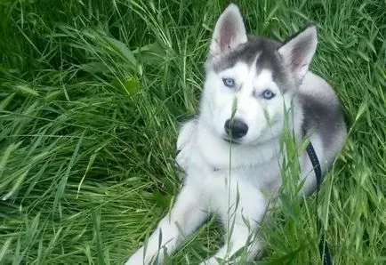 Husky kiskutyák - fotón 1-6 hónap (kék szeme), „hogy mancs”