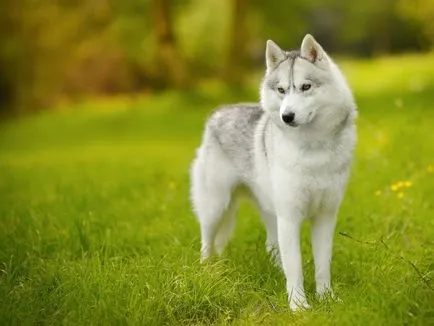 Сибирско хъски, Енциклопедия на кучета