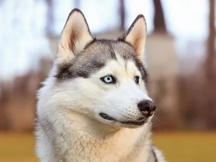 Husky Siberian, Enciclopedia de caini