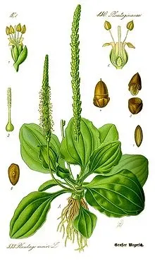 Подорожник великий - це