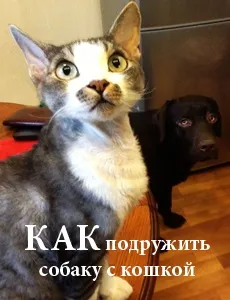 Підстилка для собаки в машину, собака в машину (підстилка для собаки в машину) Підстилка для собаки в машину, собака в машину