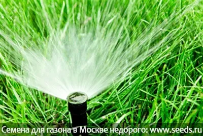 Чому жовтіє газонна трава чому пожовтів газон і як уникнути жовтих плям на ньому (газонна трава купити) Чому жовтіє газонна трава чому пожовтів газон і як уникнути жовтих плям на ньому