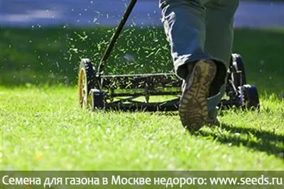 Чому жовтіє газонна трава чому пожовтів газон і як уникнути жовтих плям на ньому (насіння газонних трав) Чому жовтіє газонна трава чому пожовтів газон і як уникнути жовтих плям на ньому