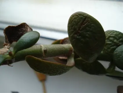 Чому толстянка скидає листя і як її врятувати (врятувати) Чому толстянка скидає листя і як її врятувати