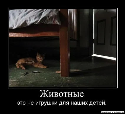 Підкажіть породи собак, які ходять на пелюшку або в лоток! Чи варто заводити таку для (ходити) Підкажіть породи собак, які ходять на пелюшку або в лоток! Чи варто заводити таку для