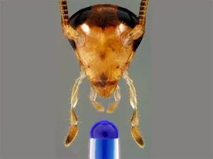 Как хлебарки живеят без храна и вода, средната продължителност на живота