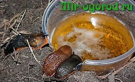 A csigákat, hogyan kell kezelni az eper