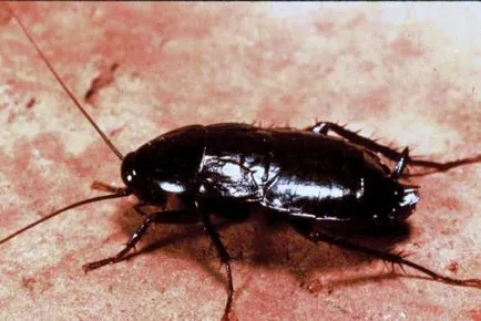 Как хлебарки живеят без храна, без вода и без глава
