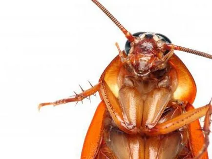 Как хлебарки живеят без храна, без вода и без глава