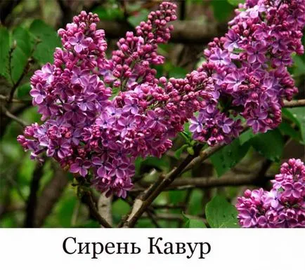 Lilac specii, soiuri, cultivarea și de tăiere (foto)