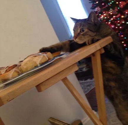 bot amuzant pisica, care a prins în timp ce fura un coc din tabel, umkra