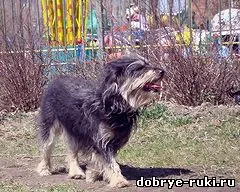 Собаки і кішки в добрі руки