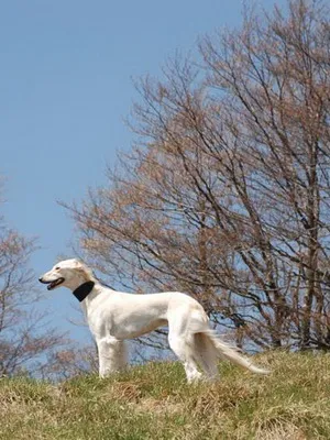 Kutya Saluki (perzsa agár), fotó és videó perzsa agár kutyafajták (Saluki)