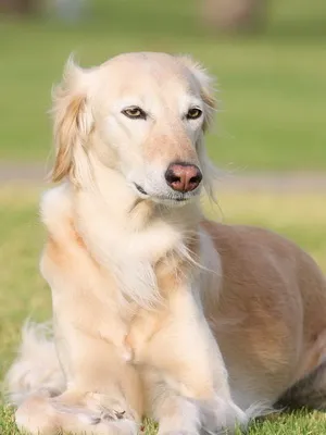 Kutya Saluki (perzsa agár), fotó és videó perzsa agár kutyafajták (Saluki)