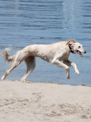 Kutya Saluki (perzsa agár), fotó és videó perzsa agár kutyafajták (Saluki)