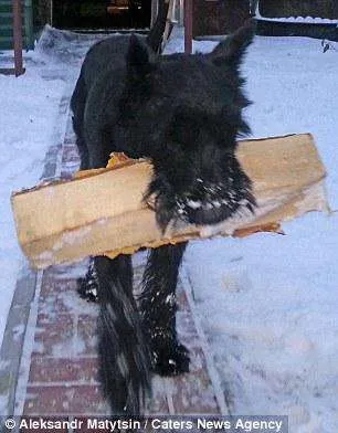 Dog pomogaka din Omsk Region