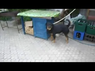 Dog dans cu proprietarul - video, ceas on-line, descărcați câine clip dans cu proprietarul