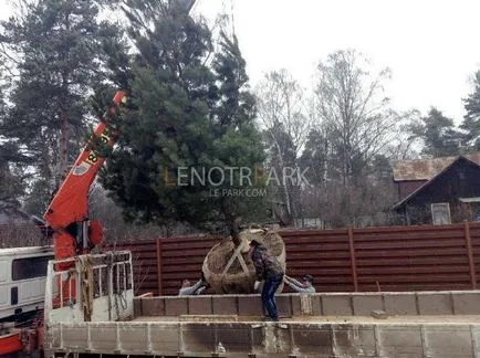 Fenyő nagy méretű leszállás garanciát lenotr-park