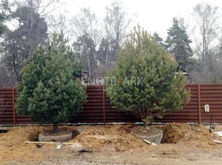 Fenyő nagy méretű leszállás garanciát lenotr-park