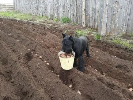 Dog pomogaka casa