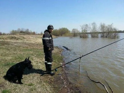 Dog pomogaka din Omsk Region