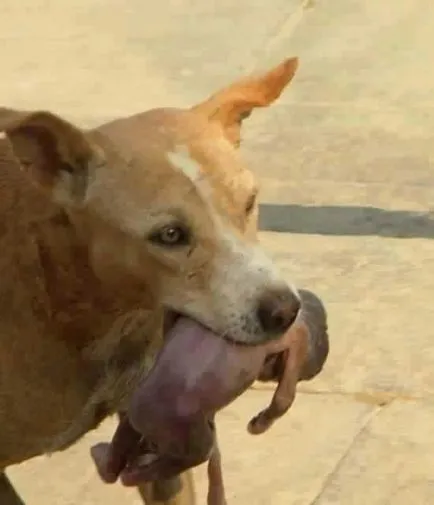 Un câine a salvat un copil nou-născut