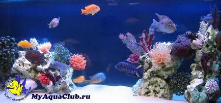 Стилі оформлення акваріумів