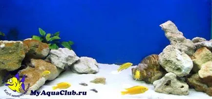 Стилі оформлення акваріумів