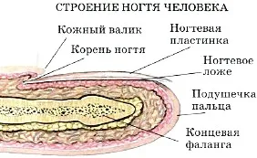 Структура и функция на кожата