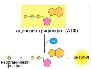 Structura și hidroliza ATP, știința pentru medicina