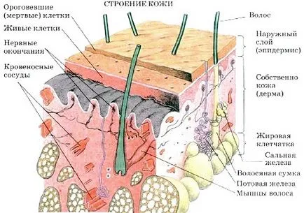 Структура и функция на кожата