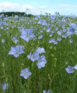 Lista tehnică de cultură a plantelor de inginerie culturale de plante, fotografii, nume și exemple