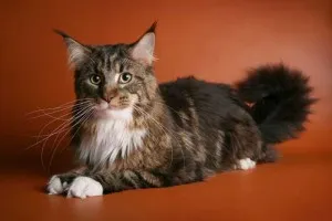 Ösztrusz a Maine Coon a kis cica lett egy felnőtt macska