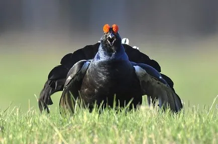 Negru cocoș de munte - o pasăre cu roșu „urechi“