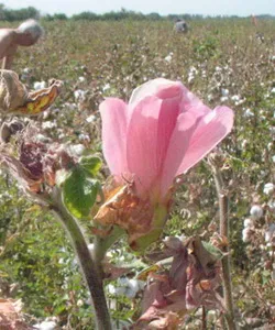 Lista tehnică de cultură a plantelor de inginerie culturale de plante, fotografii, nume și exemple