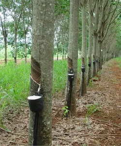 Lista tehnică de cultură a plantelor de inginerie culturale de plante, fotografii, nume și exemple