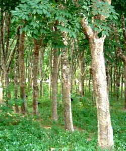 Lista tehnică de cultură a plantelor de inginerie culturale de plante, fotografii, nume și exemple