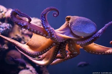 Топ 10 и други факти, които не си знаят за октопода - 30 снимки - снимки - снимки естествения свят
