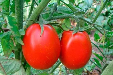 Tomate - Valentine, caracterizarea și descrierea soiului, randament, fotografie