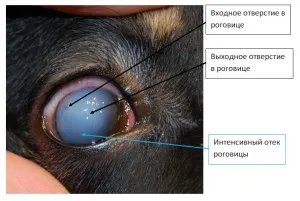 Szemsérülés Macskakarom, szemészet osztály a veterinärklinik