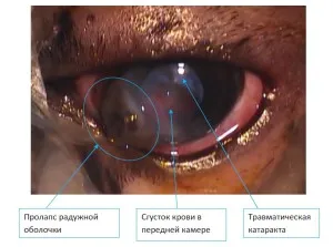 Eye Claw prejudiciu Cat, Departamentul de oftalmologie de clinica veterinara