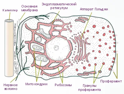 Трифонов е