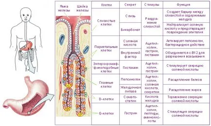 Трифонов е