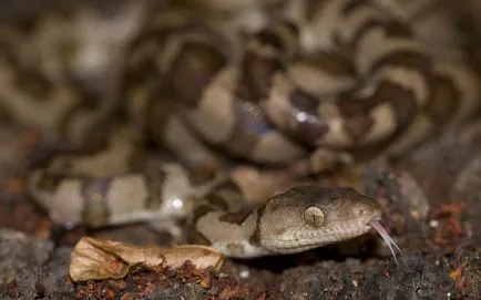 Boa constrictor fotó