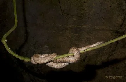 Boa constrictor fotó