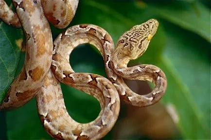 Boa constrictor fotó