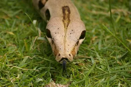 Boa constrictor fotó